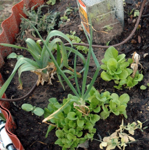 Close-up of winter plantings awaiting spring.