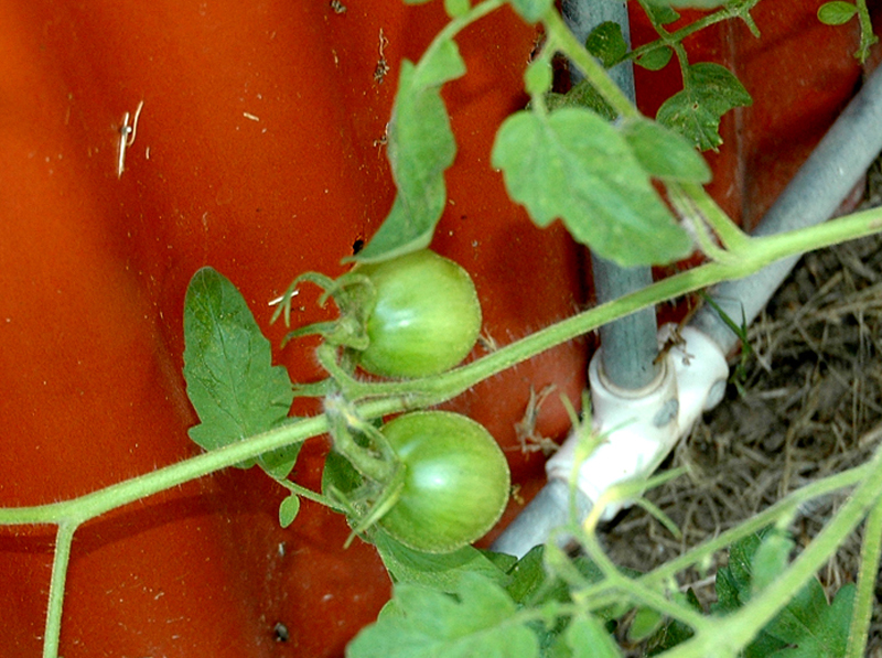 10/07 — Tomatoes Return In Fall